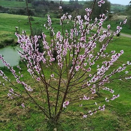 Surfhousegerra Ostello *