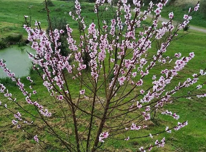 Surfhousegerra Hostel *